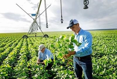 孟山都的隱秘布局 中國農(nóng)業(yè)自主性與技術(shù)依賴的反思