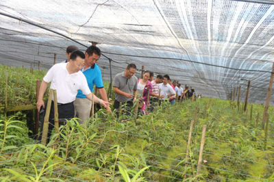 東北大學(xué)考察組蒞臨龍陵調(diào)研農(nóng)業(yè)種植技術(shù)開發(fā)
