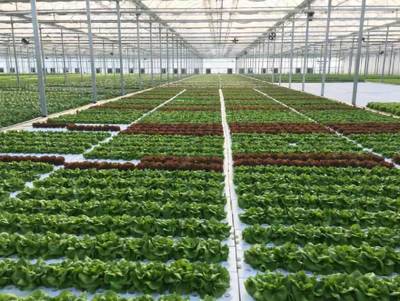 花都再添田園綜合體新景，農(nóng)業(yè)科技引領(lǐng)鄉(xiāng)村游新體驗