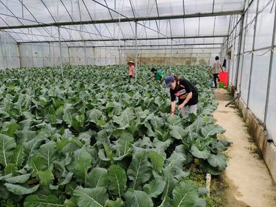 黃道鄉 生態產業賦能鄉村振興與農業種植技術開發