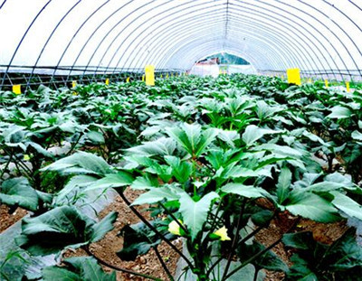 現代農業種植技術開發 未來幾年回鄉創業的理想選擇