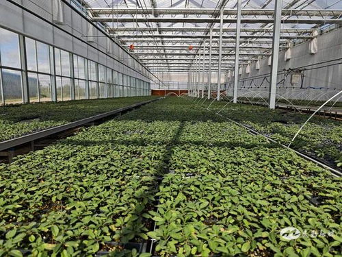 民勤縣重興鎮旺業興農——從一株苗開始的農業種植技術開發