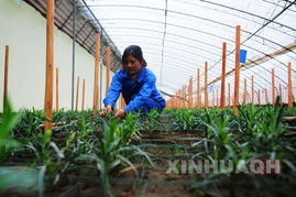 農業科技園驅動高原農業發展的創新路徑與技術開發