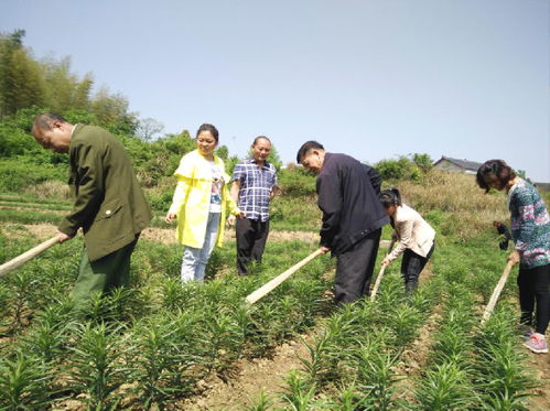 湖南農業網絡版 農業種植技術開發的創新與實踐