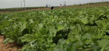 大漠長風育神木——納林采當生態種植園的綠色革命