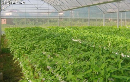 智慧大棚與蜂窩物聯 現代農業蔬菜栽培技術的創新與發展