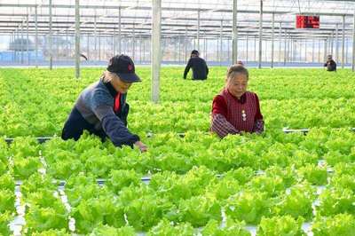 平湖智慧共富大棚 現代水培蔬菜管護與農業種植技術開發