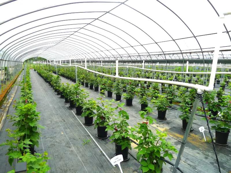 溧水 南京南部新興增長極與農業種植技術開發的奮進之路