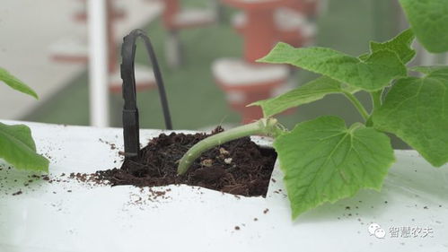 無土栽培 驅動農業產業科技化發展的新興種植技術