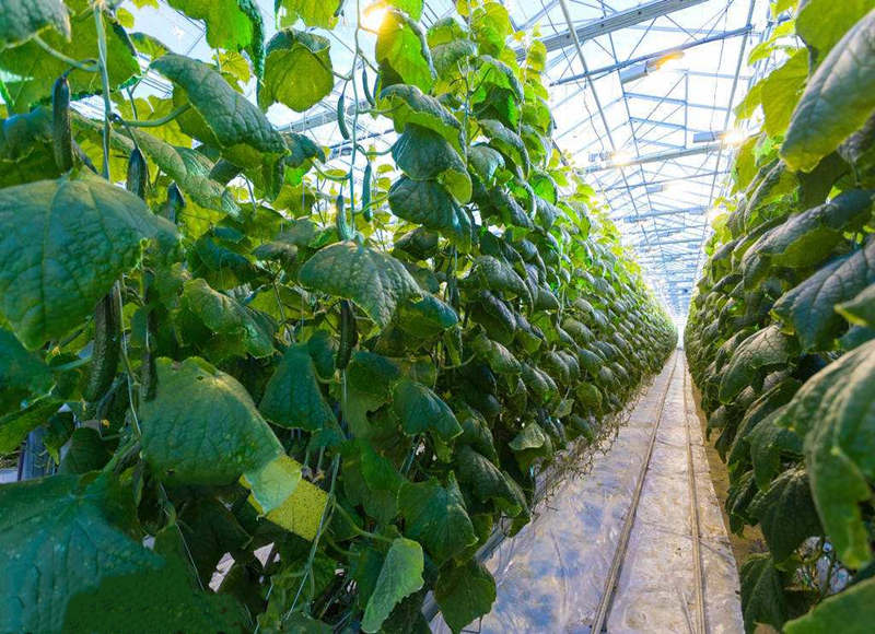 溫室大棚黃瓜高效種植三項關鍵技術
