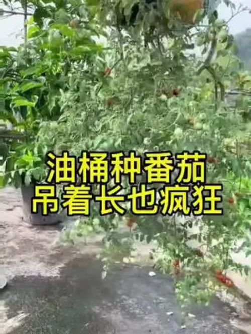 巧用廢棄油桶，垂吊種植番茄 家庭農業新妙招