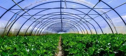 新型大棚蔬菜種植技術 高效實用，種植戶必學指南