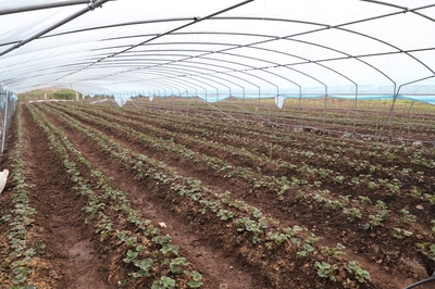 農業種植技術開發 引領現代農業創新發展的核心驅動力