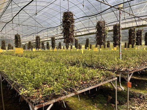 云南廣南 構(gòu)建鐵皮石斛產(chǎn)業(yè)綜合體，以技術(shù)開發(fā)驅(qū)動(dòng)農(nóng)文旅三產(chǎn)融合