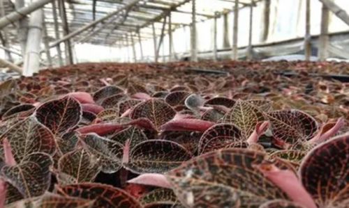 攜手廣西久園農(nóng)業(yè)科技 解鎖金線蓮高效種植新篇章，實(shí)現(xiàn)收益躍升