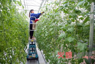 第十四屆菜博會(huì)展覽內(nèi)容介紹 農(nóng)業(yè)種植技術(shù)開發(fā)新亮點(diǎn)