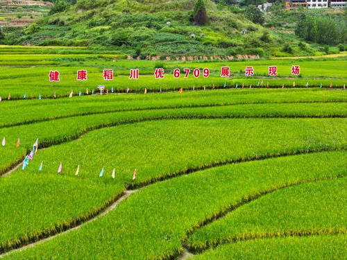 論稻 田壟間 梁平稻產(chǎn)業(yè)高質(zhì)量發(fā)展研討會(huì)啟幕 科技賦能，擘畫稻香新畫卷