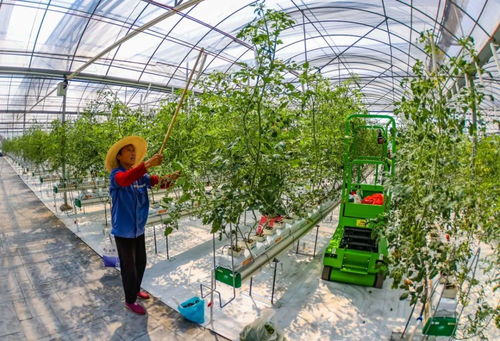 慶豐收 興鄉(xiāng)村 南京農(nóng)業(yè)嘉年華亮點(diǎn)紛呈，引領(lǐng)農(nóng)業(yè)種植技術(shù)新潮流