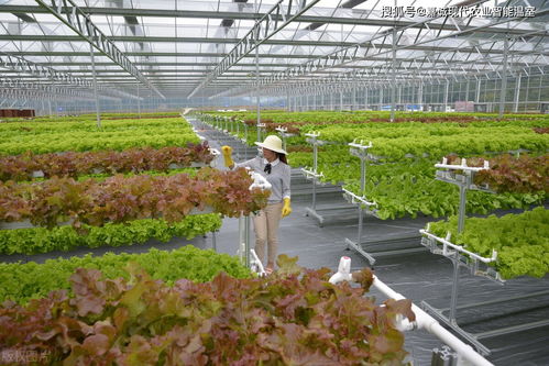 從種植溫室大棚到全球農(nóng)業(yè)革新 一文讀懂無土栽培的技術(shù)優(yōu)勢與發(fā)展前景