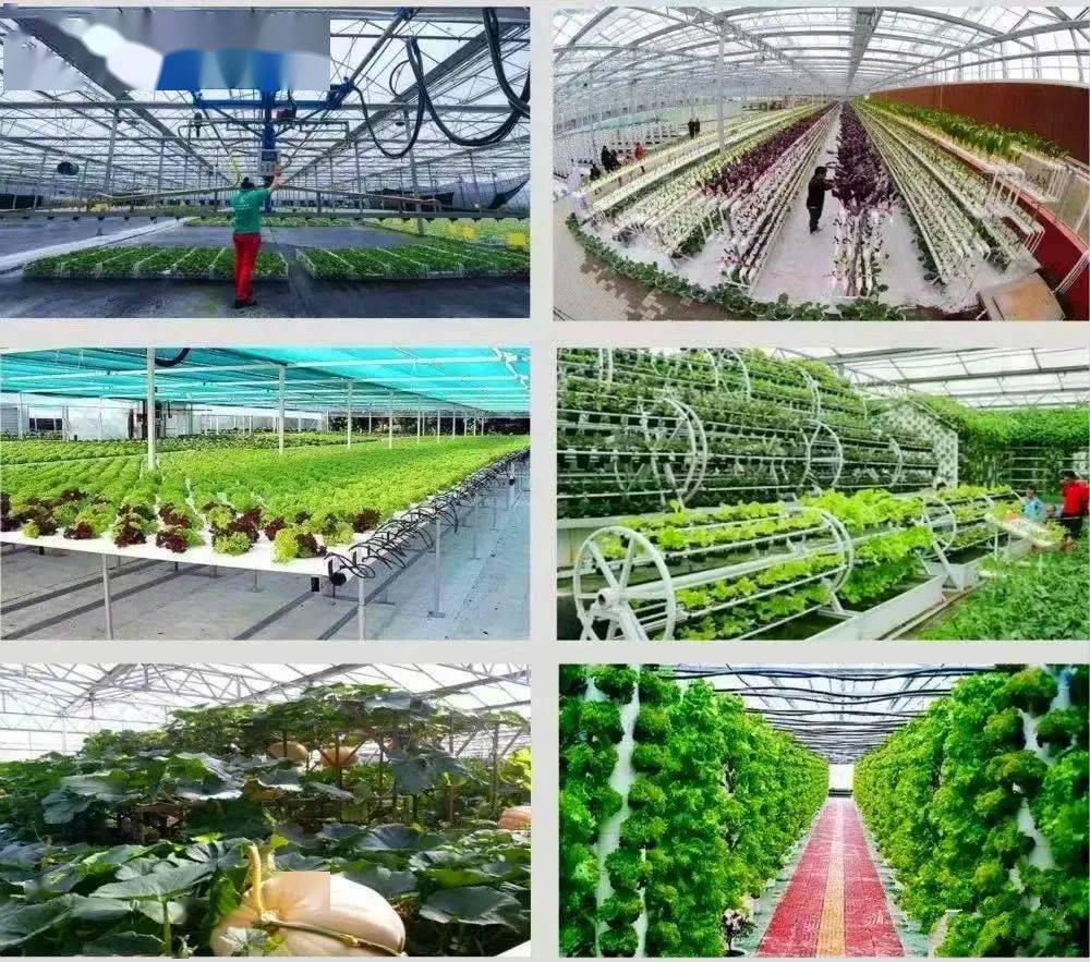 無土栽培 突破土壤限制的現(xiàn)代種植技術(shù)