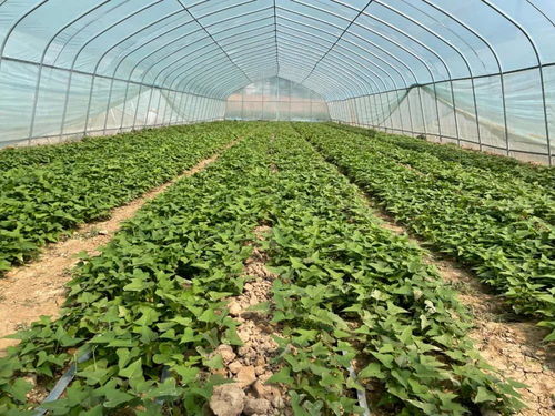 商丘市甘薯育苗與扦插生產(chǎn)技術(shù)指導(dǎo)意見