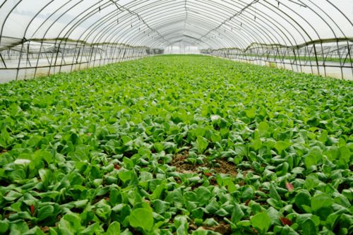 助農(nóng)增收促發(fā)展 農(nóng)業(yè)技術(shù)革新，輕松種出“金餑餑”