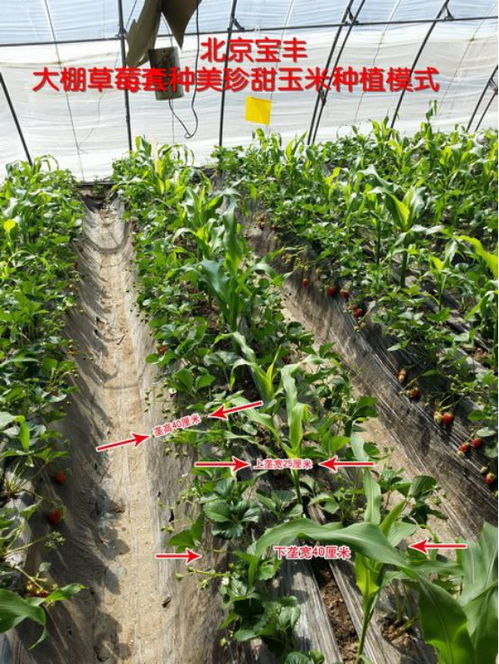 鮮食玉米高效種植技術(shù) 畝增收5000元的科學(xué)路徑