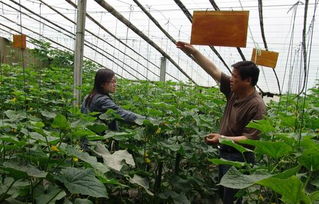 土專家賦能鄉(xiāng)村振興 泗縣本土技術(shù)人才引領(lǐng)農(nóng)業(yè)種植技術(shù)新突破