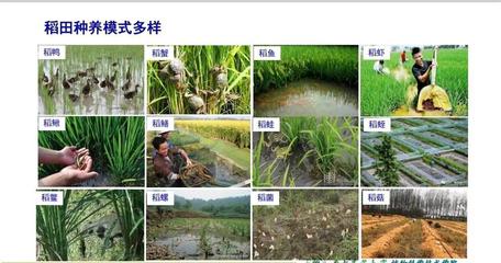 稻花香里說豐年，魚躍肉美新“豐”景——解鎖八百萬畝稻田里的花樣膳食與農(nóng)業(yè)技術(shù)革新