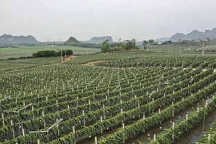 火龍果點燃脫貧夢 貧困縣農業技術開發的紅色奇跡